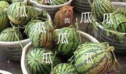 龙坤娱乐吃瓜,吃瓜群众揭秘娱乐圈幕后真相